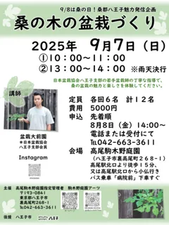 桑の木の盆栽づくり