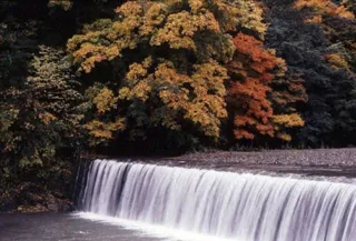 [Autumn Foliage - Best Viewing] Akasa River