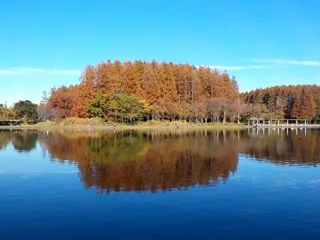 【紅葉・見ごろ】水元公園