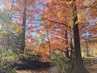 【紅葉・見ごろ】石神井公園