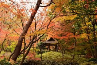 【紅葉・見ごろ】六義園