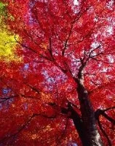 [Autumn Foliage Peak Viewing] Alps Park