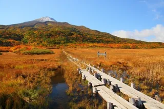 [Autumn Leaves - Peak Season] Mount Chokai