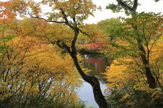 [Autumn Foliage - Best Viewing] Zenjin Pond