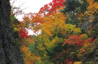 [Autumn Foliage - Peak Viewing] Kakuma Valley