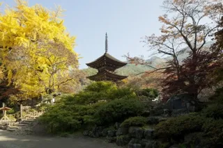 [Autumn Leaves - Peak Season] Bessho Onsen