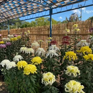 第70回福山菊花展覧会