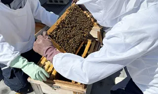 都会で養蜂？大人のための養蜂教室