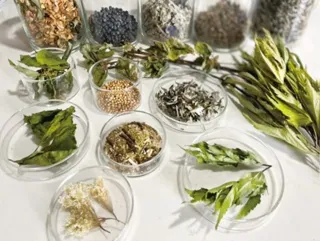 美のこわけフェア「植物を纏う　～触れて、感じて。学んで、出会う。～」