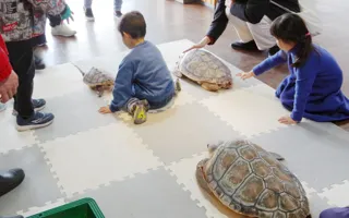 Young Sea Turtle Touching