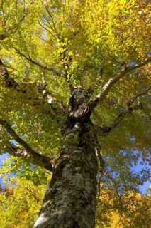 [Autumn Foliage - Best Viewing] Shirakami Mountains