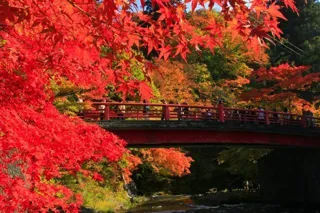 【紅葉・見ごろ】中野もみじ山