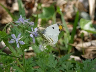 環境省のチョウ類調査を体験しよう！（9月）