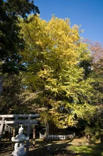 【紅葉・見ごろ】根岸の大いちょう