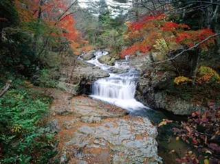 [Autumn Leaves - Peak Viewing] Koguro Falls