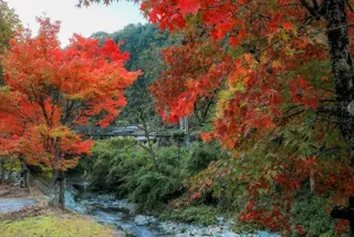 [Autumn Leaves · Best Viewing] Gongenyama Rest Area
