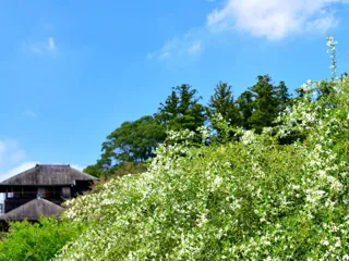 第58回水戸の萩まつり