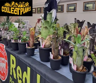 Collect Plants　Vol.1