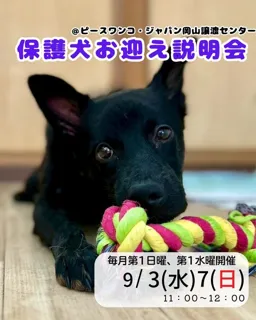 保護犬お迎え説明会
