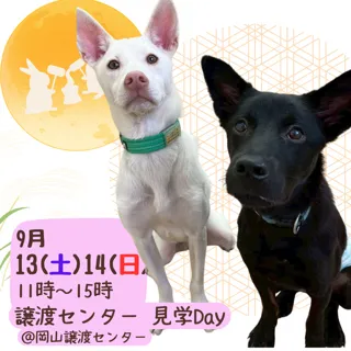 譲渡センター見学Day（9月）