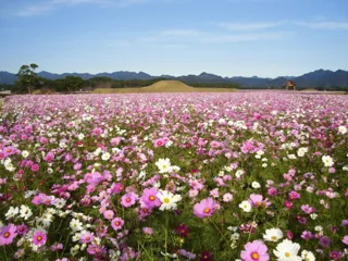 【花・見ごろ】西都原古墳群 コスモス