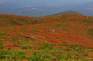 【紅葉・見ごろ】栗駒山