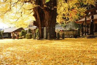 【紅葉・見ごろ】筒賀の大銀杏