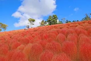 【花・見ごろ】マザー牧場　コキア
