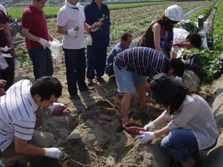 芋掘り体験農園 　里むすめ畑