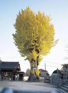 【紅葉・見ごろ】天徳寺のイチョウ