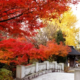 【紅葉・見ごろ】東大寺別院阿弥陀寺