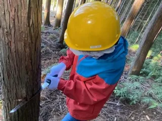 間伐体験＋ネイチャーゲーム