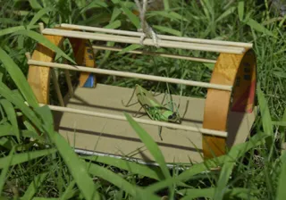 工作教室　バッタを作ろう