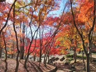 【紅葉・見ごろ】一本杉公園