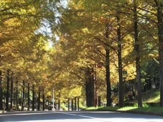 【紅葉・見ごろ】メタセコイア通り