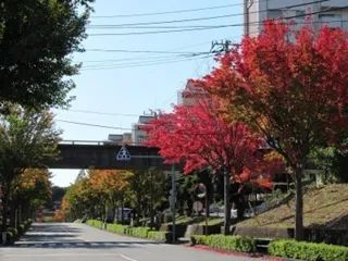 【紅葉・見ごろ】諏訪の谷通り