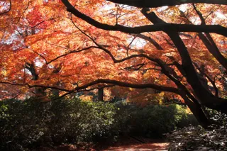 【紅葉・見ごろ】清水公園