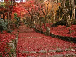 【紅葉・見ごろ】鶏足寺