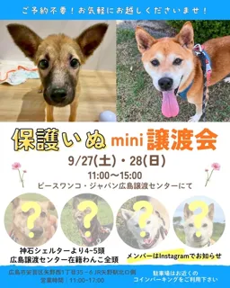 保護いぬmini譲渡会