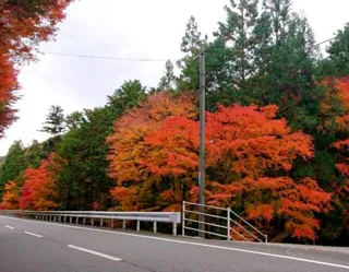 【紅葉・見ごろ】天の岩