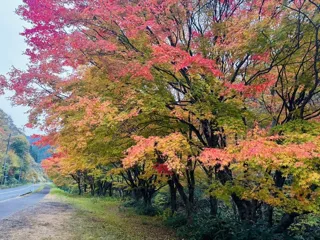 【紅葉・見ごろ】比婆山連邦