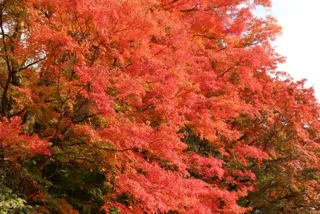 [Autumn Leaves / Best Viewing] Iroha Maple Grove in Kamichi
