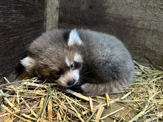国際レッサーパンダデー