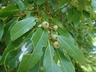植物公園共催　みどりとむし講座「ドングリと虫」