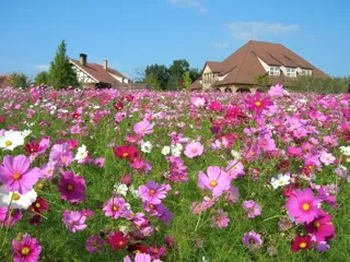 [Flowers/Blooming] Shiga Agricultural Park Bluemoon Hill Cosmos