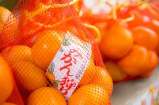 湯河原温泉　みかん狩り