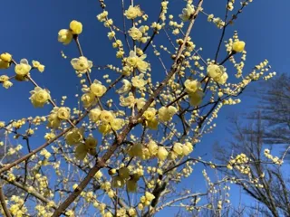 【花・見ごろ】郷土の森 ロウバイ