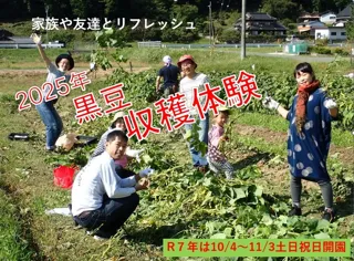 丹波黒枝豆の収穫体験2025