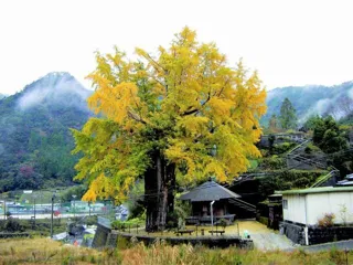 【紅葉・見ごろ】長者の大銀杏