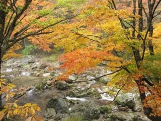 【紅葉・見ごろ】小田深山